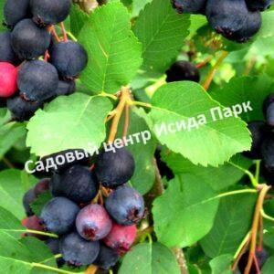 Ирга ольхолистная Тонкокожая (Amelаnchier Tonkokojaya)