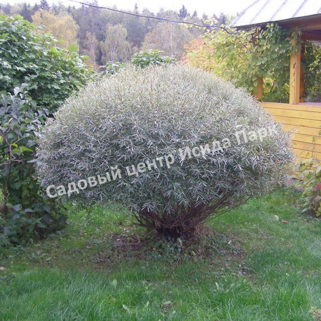 Ива Грацилис (Gracilis)