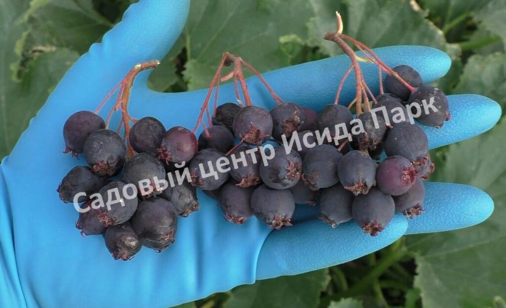 Ирга ольхолистная JB30