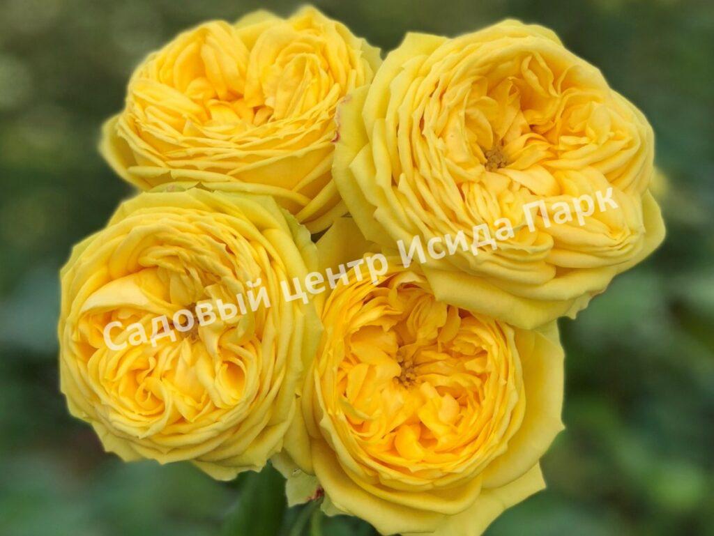 Роза спрей Каталина (Catalina)