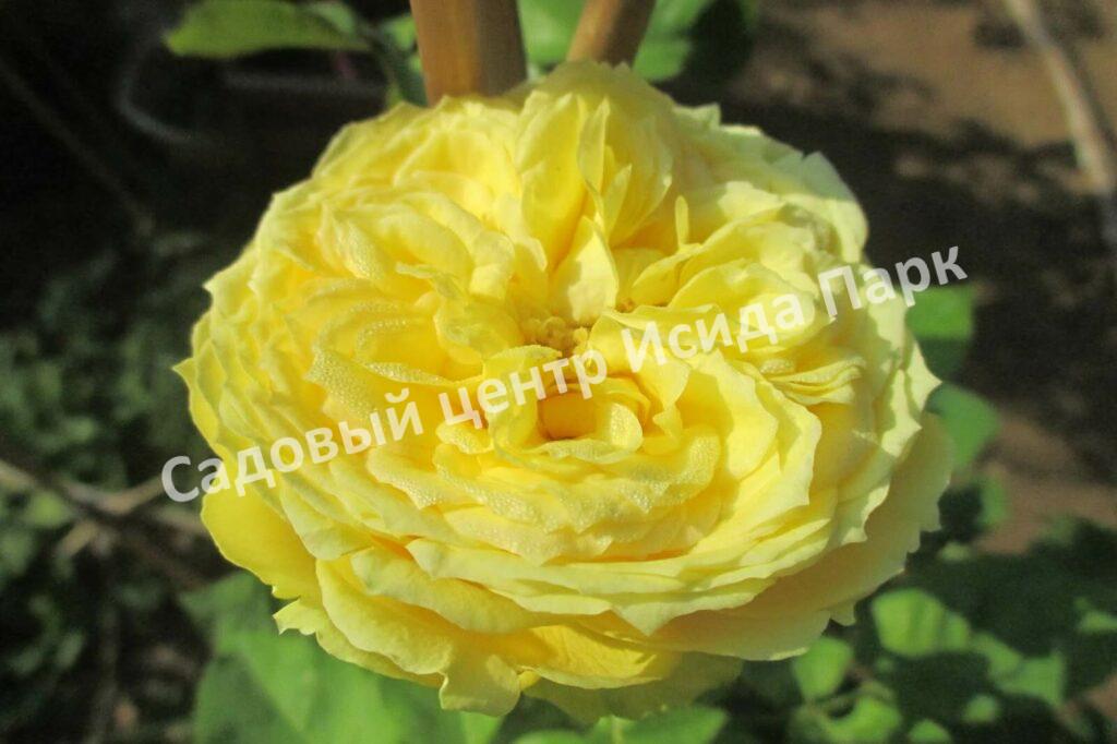 Роза спрей Каталина (Catalina)