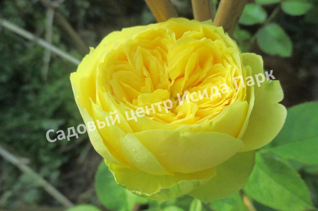 Роза спрей Каталина (Catalina)