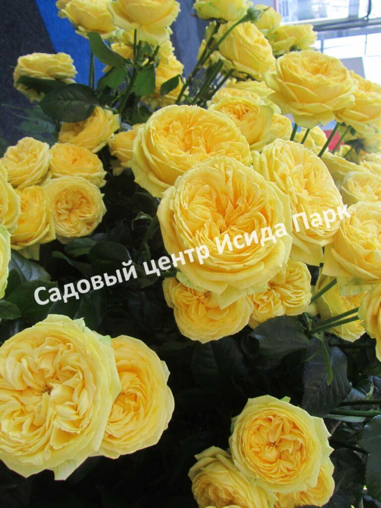 Роза спрей Каталина (Catalina)