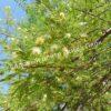 Альбиция Амара (Albizia amara) 1