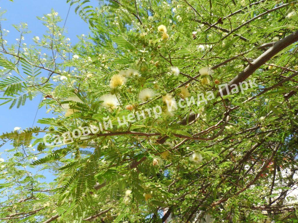 Альбиция Амара (Albizia amara)