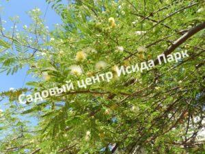 Альбиция Амара (Albizia amara)
