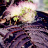 Альбиция Саммер Чоклэт Летний Шоколад (Albizia Summer Chocolate) 13