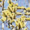 Ива волчниковая, шелюга жёлтая, верба (Salix daphnoides) 13