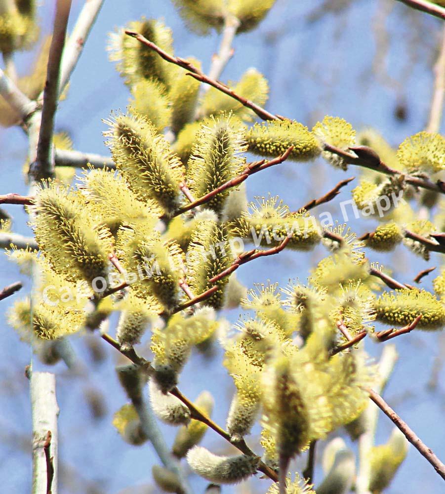 Ива волчниковая, шелюга жёлтая, верба (Salix daphnoides) Ива волчниковая, шелюга жёлтая, верба (Salix daphnoides)