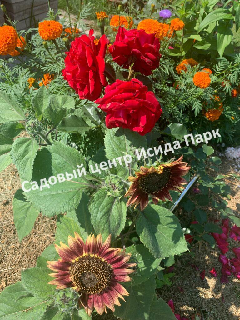 Роза чайно-гибридная Леди Мария (Lady Mariya)