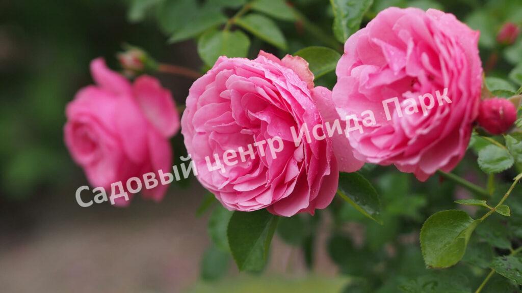 Роза флорибунда Леонардо да Винчи (Leonardo da Vinci)