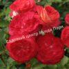 Роза флорибунда Мидсаммер (Midsummer) 13