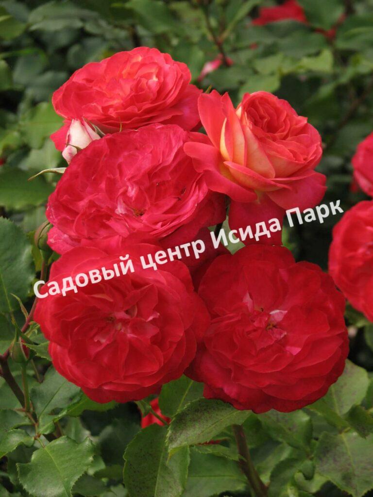 Роза флорибунда Мидсаммер (Midsummer)