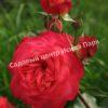Роза флорибунда Мидсаммер (Midsummer) 14