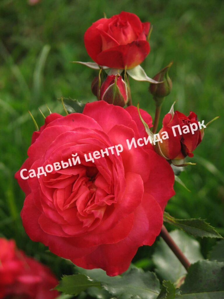 Роза флорибунда Мидсаммер (Midsummer)