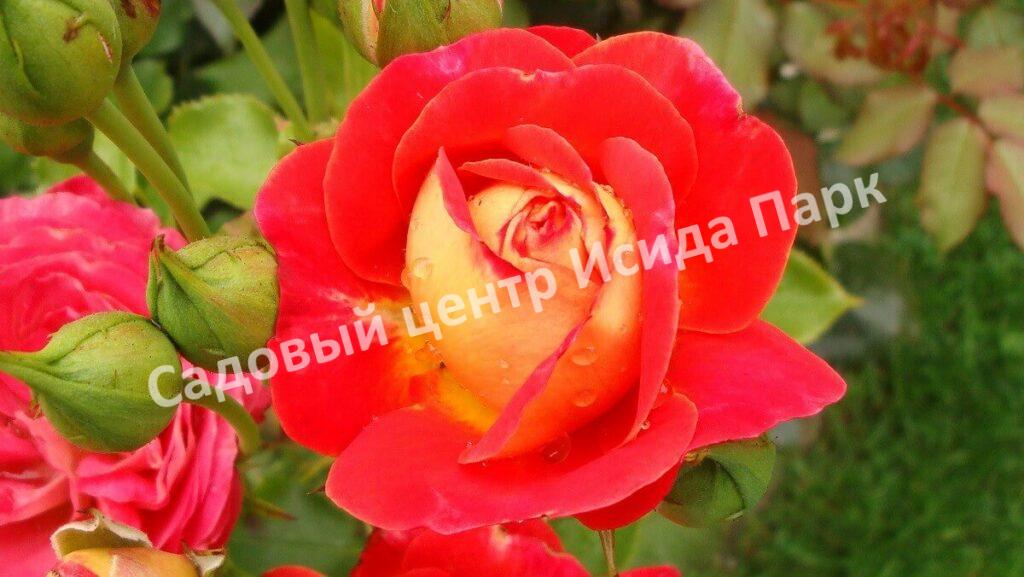 Роза флорибунда Мидсаммер (Midsummer)