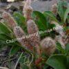 Ива арктическая (Salix arctica) 19