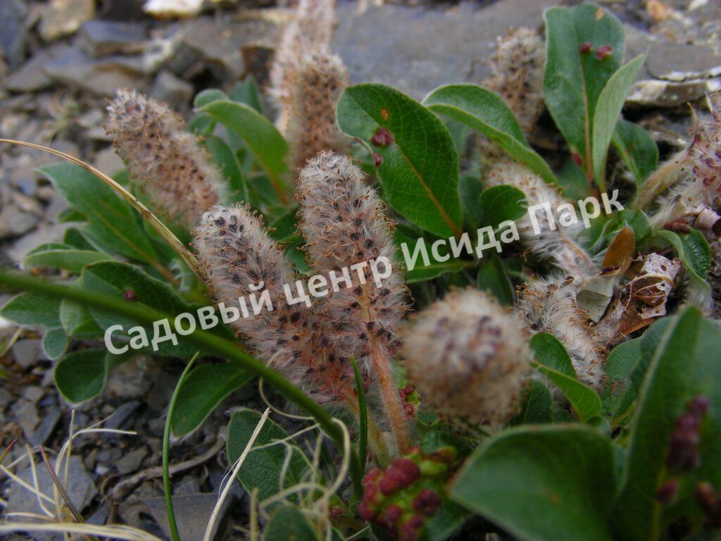Ива арктическая (Salix arctica)