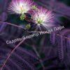 Альбиция Саммер Чоклэт Летний Шоколад (Albizia Summer Chocolate) 14