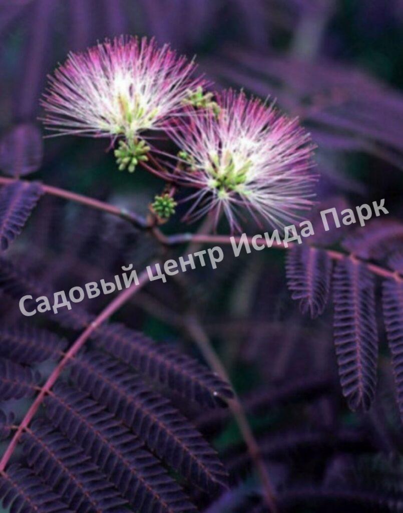 Альбиция Саммер Чоклэт Летний Шоколад (Albizia Summer Chocolate)