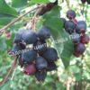 Ирга ольхолистная гладкая Кумулус (Amelanchier arborea Cumulus) 43
