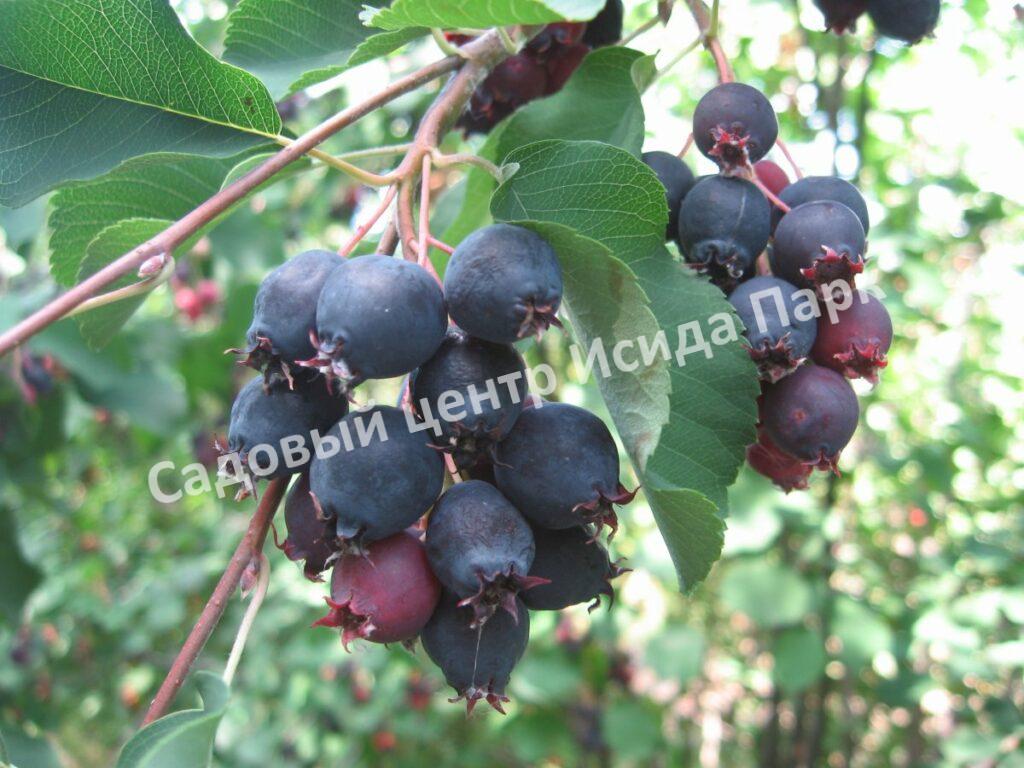 Ирга ольхолистная гладкая Кумулус (Amelanchier arborea Cumulus)