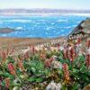 Ива арктическая (Salix arctica) 20
