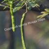 Альбиция Саман (Albizia saman) 19