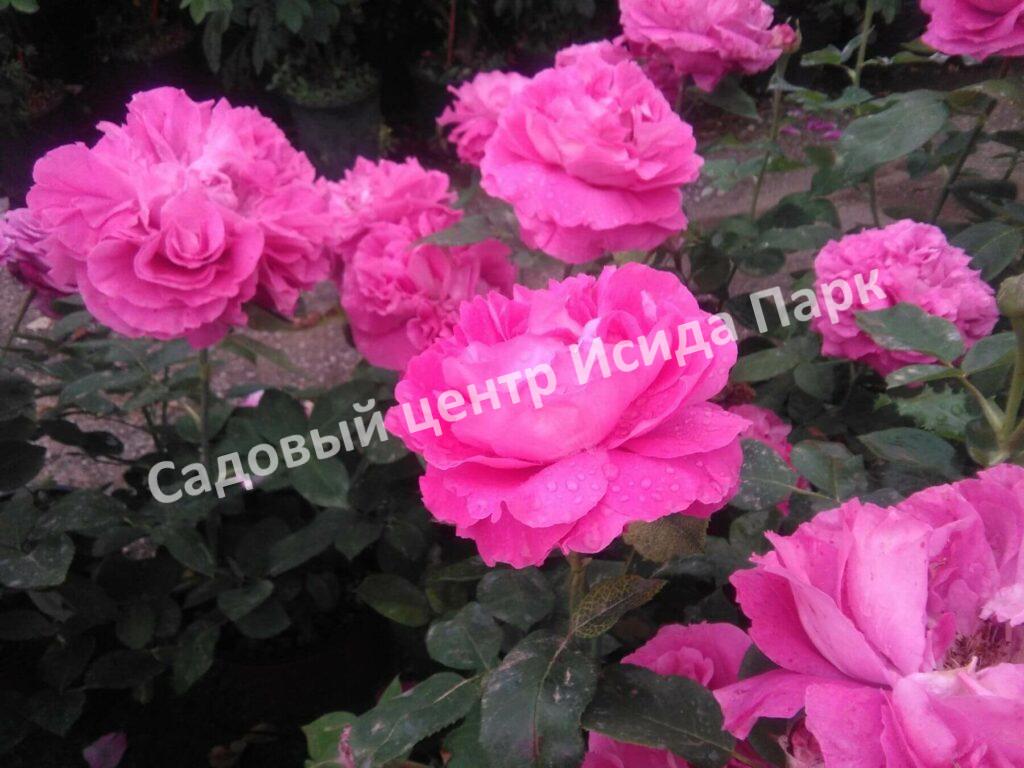 Роза чайно-гибридная Поль Нейрон (Paul Neyron)