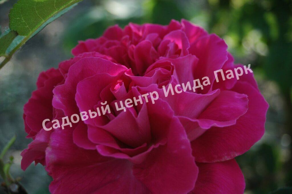 Роза чайно-гибридная Поль Нейрон (Paul Neyron)