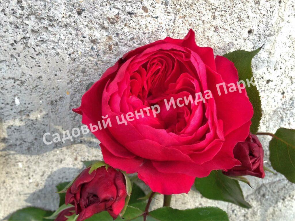 Роза флорибунда Ред Леонардо да Винчи (Red Leonardo da Vinci)