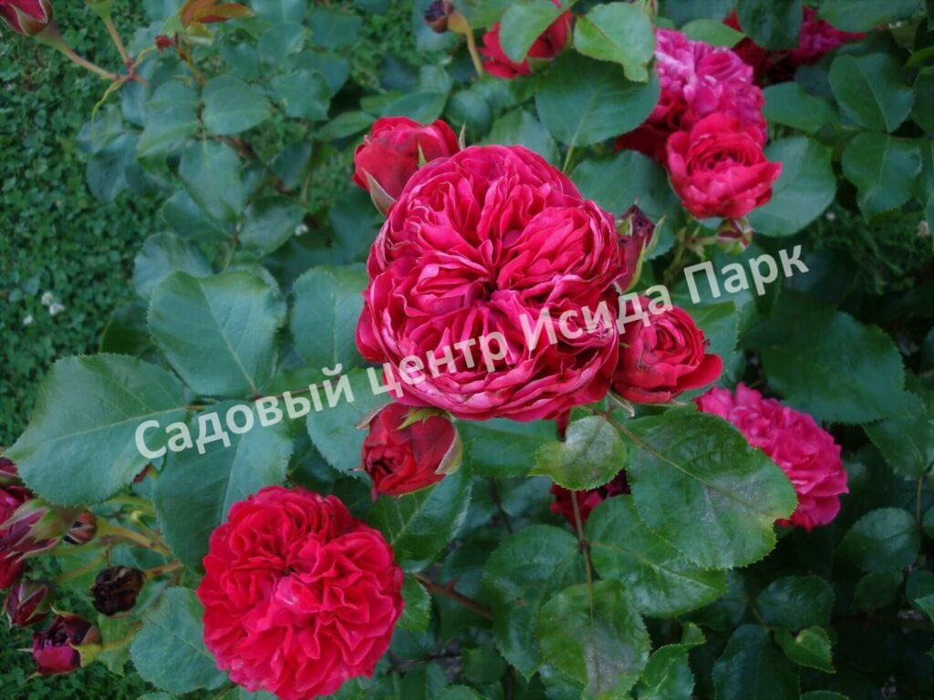 Роза флорибунда Ред Леонардо да Винчи (Red Leonardo da Vinci)