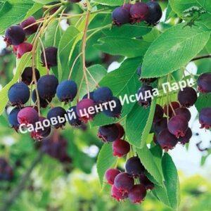 Ирга древовидная Робин Хилл (Robin Hill)