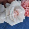 Роза флорибунда Аспирин (Aspirin Rose) 60