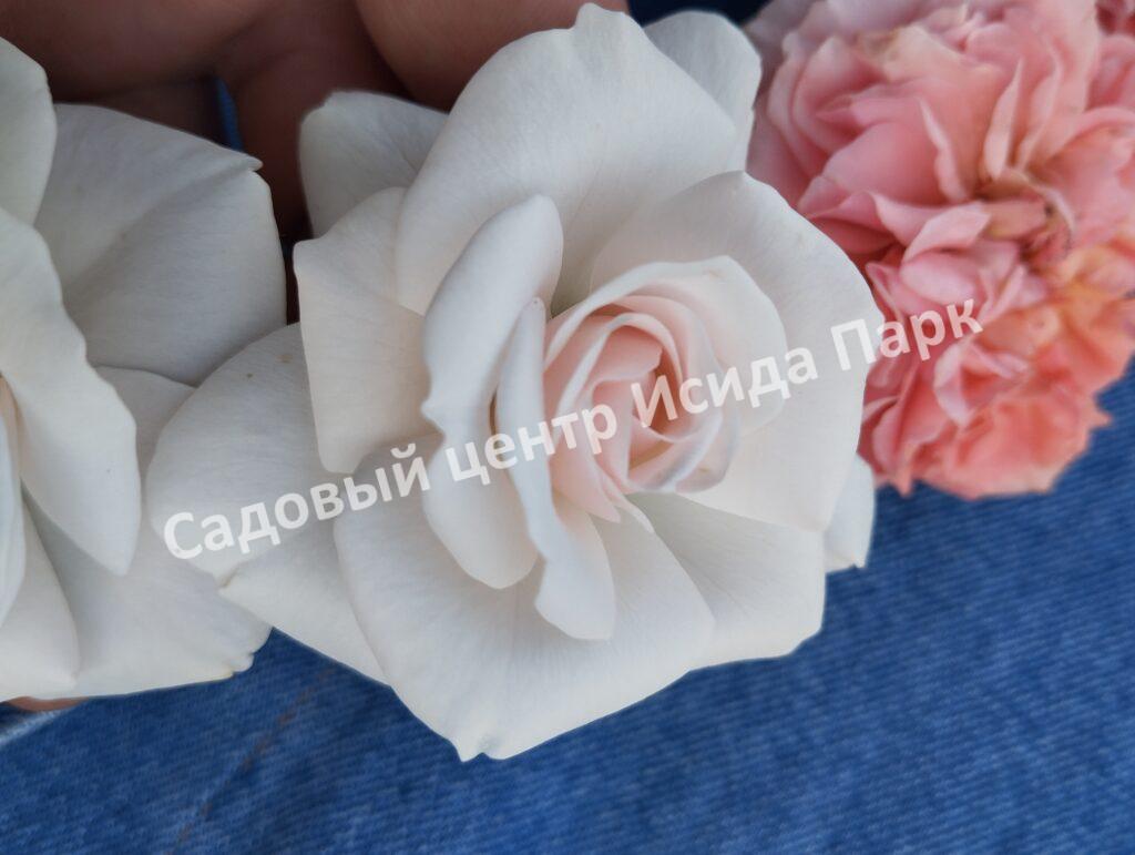 Роза флорибунда Аспирин (Aspirin Rose)
