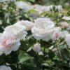 Роза флорибунда Аспирин (Aspirin Rose) 61