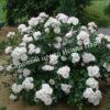 Роза флорибунда Аспирин (Aspirin Rose) 62