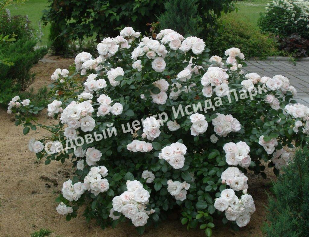 Роза флорибунда Аспирин (Aspirin Rose)