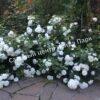 Роза флорибунда Аспирин (Aspirin Rose) 63