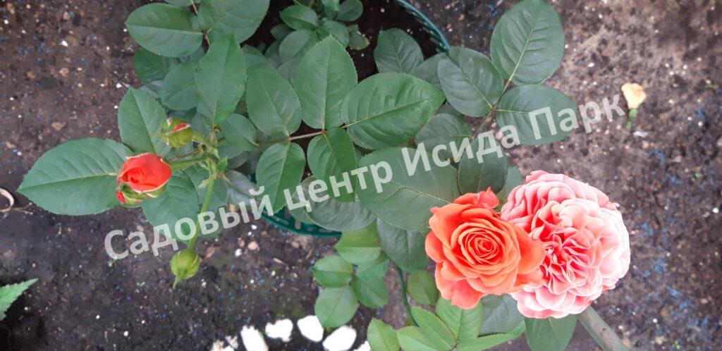Роза флорибунда Леди оф Белград (Lady of Belgrade)