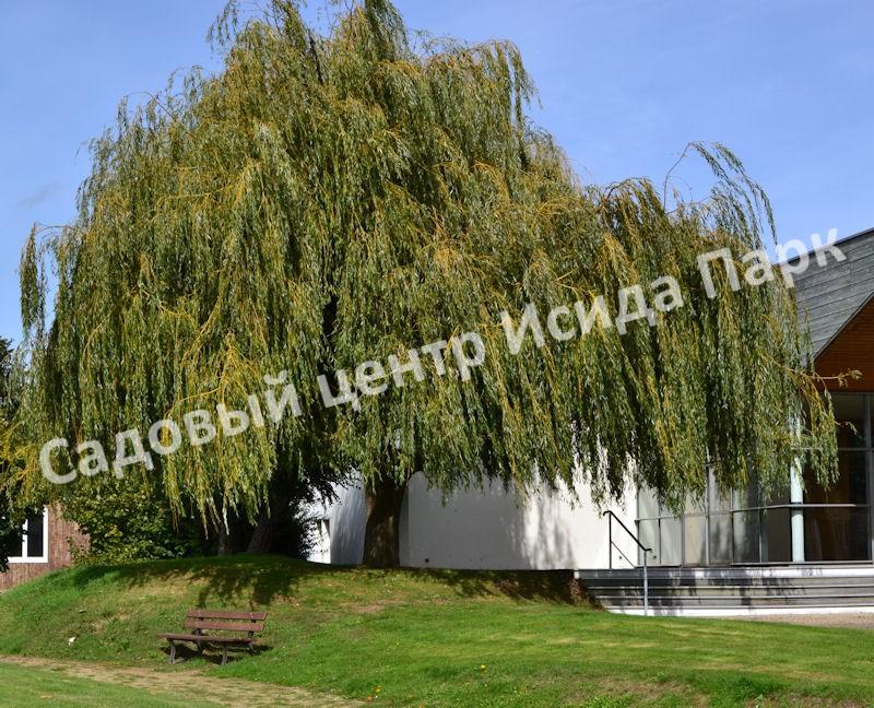 ΠΠ²Π° ΠΠΌΠ΅ΡΠΈΠΊΠ°Π½ΠΊΠ° ΠΠΈΠ³Π°Π½ΡΡΠΊΠ°Ρ (Amerikanka Gigantskaya) ΠΠ²Π° ΠΠΌΠ΅ΡΠΈΠΊΠ°Π½ΠΊΠ° ΠΠΈΠ³Π°Π½ΡΡΠΊΠ°Ρ (Amerikanka Gigantskaya)