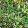 Ива арктическая (Salix arctica) 21