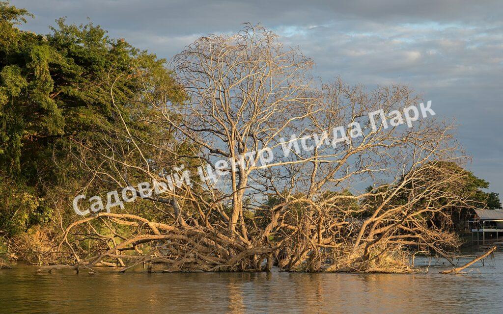 Альбиция Саман (Albizia saman)