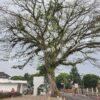 Альбиция Саман (Albizia saman) 21