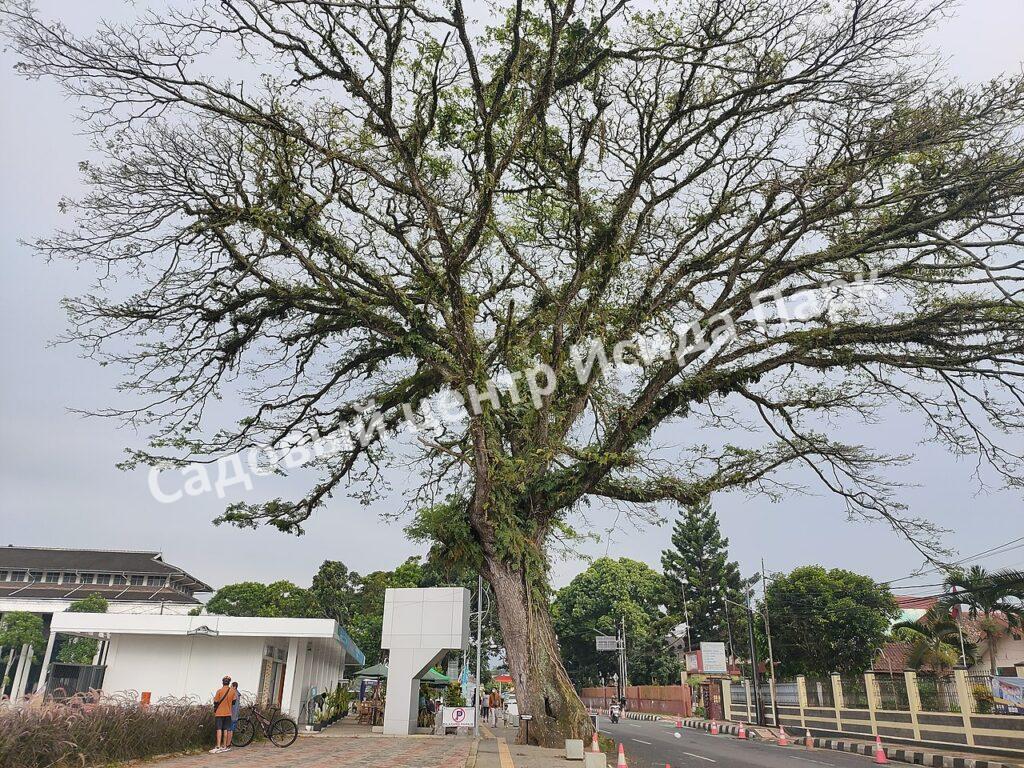 Альбиция Саман (Albizia saman)