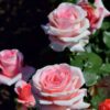 Роза чайно-гибридная Нобилис (Nobilis) 7