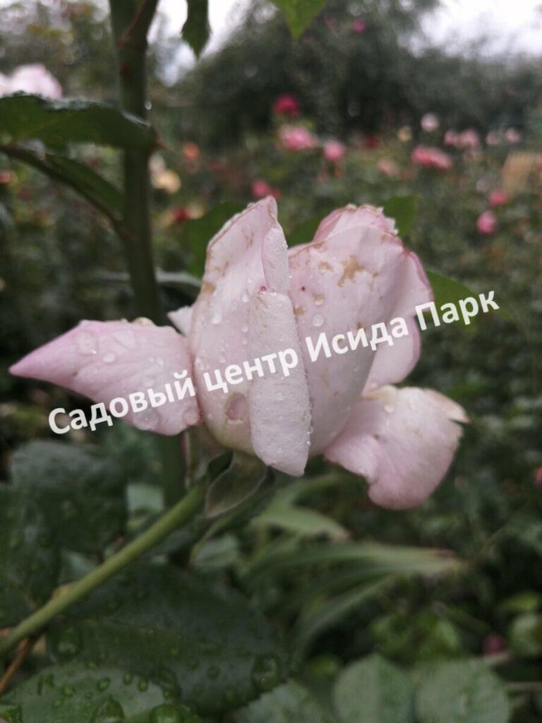 Роза чайно-гибридная Леди Икс (Lady X)