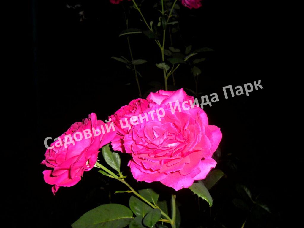 Роза чайно-гибридная Черри Леди (Cherry Lady)