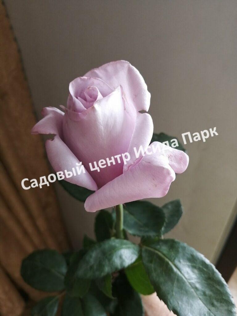 Роза чайно-гибридная Леди Икс (Lady X)
