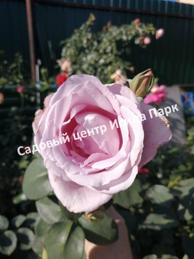 Роза чайно-гибридная Леди Икс (Lady X)